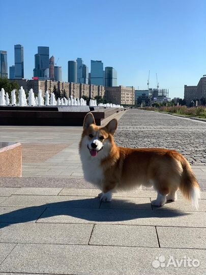 Собака для фотосессий, мероприятий (Корги)