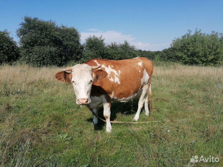 Корова дойная