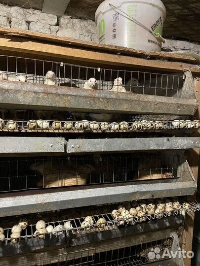 Яйцо перепелинное