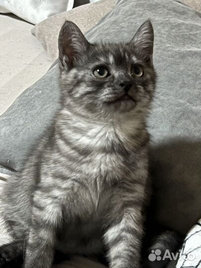 Бенгальская кошка