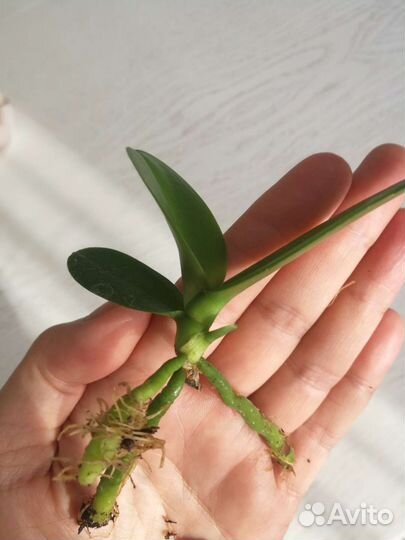 Орхидея Фаленопсис белая