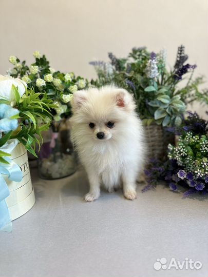 Шпиц мини девочка
