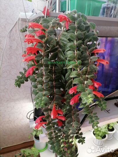 Колумнея Euphoria