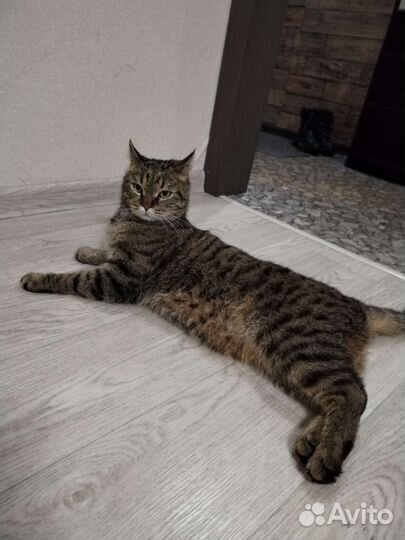 Кошки в добрые руки бесплатно