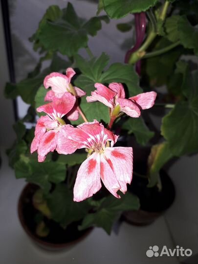 Герань пеларгония