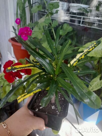 Бегония традесканция кротон эписция колеус