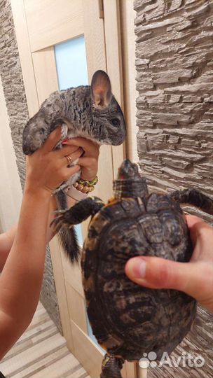 Звезда тиктока