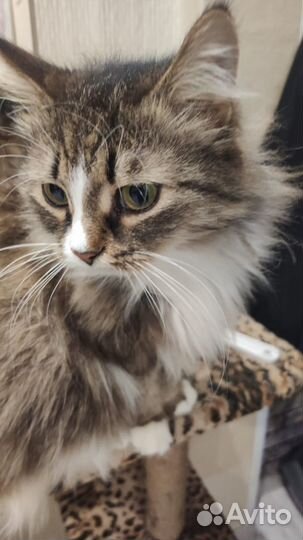 Кошка ищет дом