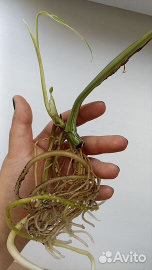 Монстера вариегатная альба