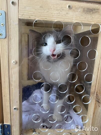 У котика умерла хозяйка