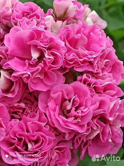 Герань пеларгония