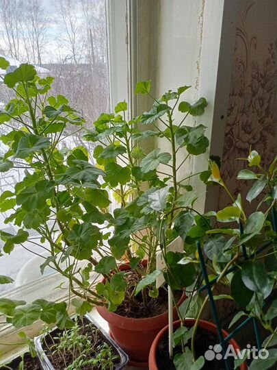 Пеларгония герань