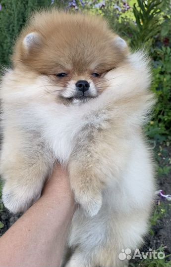Девочка помераночка