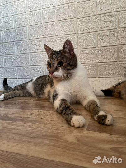 Котик Шурф в добрые руки