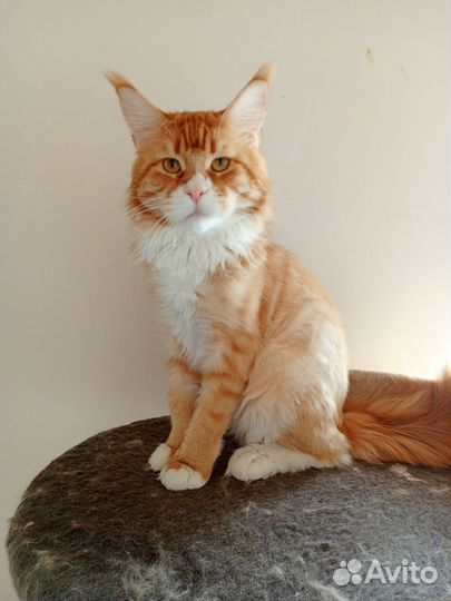 Котята мейн-кун