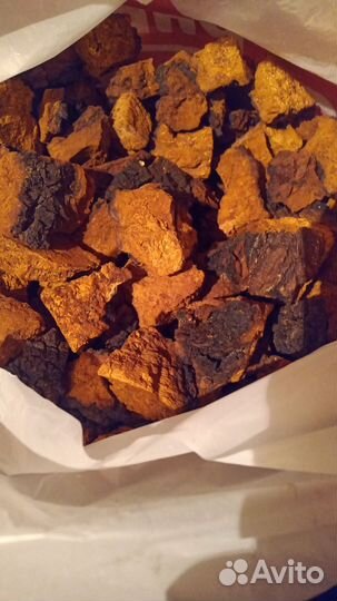 Чага березовая