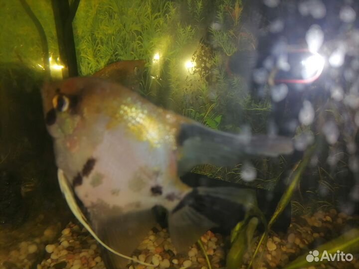 Анциструс, сомы. Скалярии