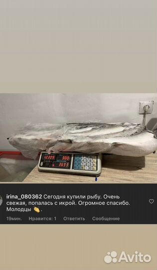 Горбуша с икрой вылов 2023