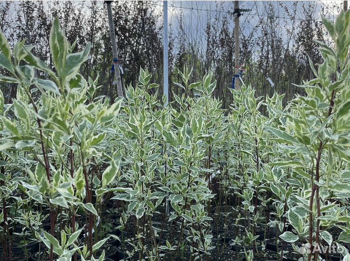 Дерен оптом