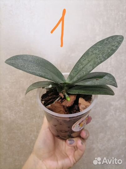 Орхидея Diffusion парфюмерная фабрика