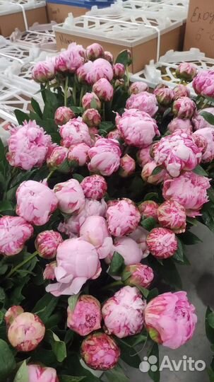 Пионы. Букет из пионов