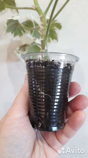 Пеларгония сортовая пестролистная продажа/обмен