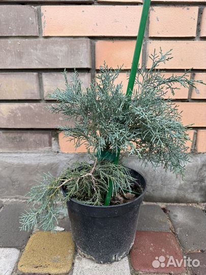 Можжевельник