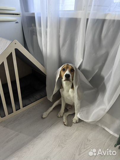 Кобель вязка Бигль