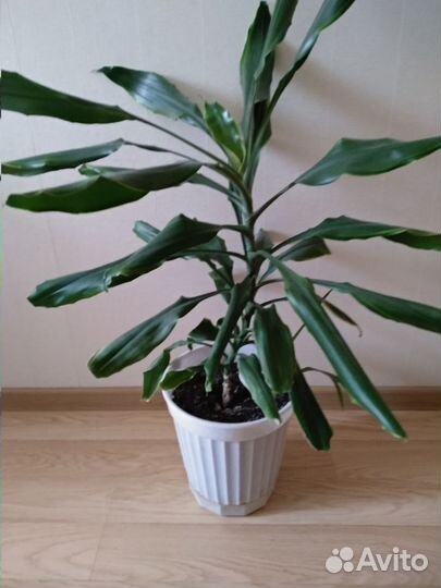 Драцена душистая