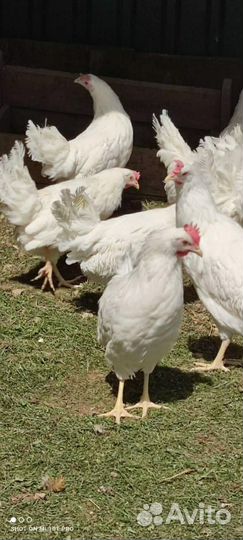 Курочки несушки