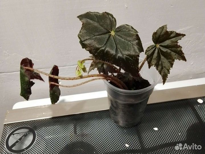 Комнатные цветы