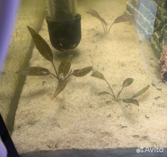 Криптокорина