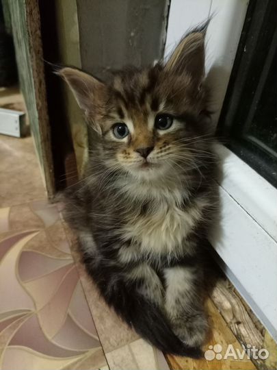 Котята мейн-кун