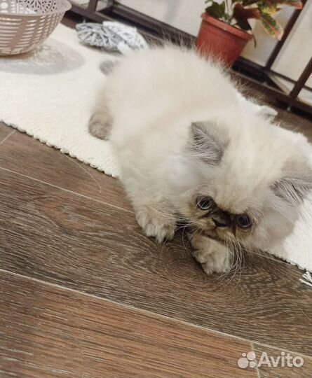 Персидские котята