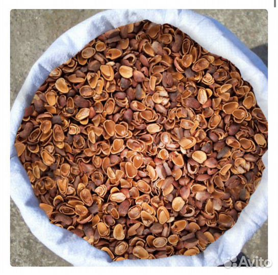 Скорлупа кедрового ореха (мульча)