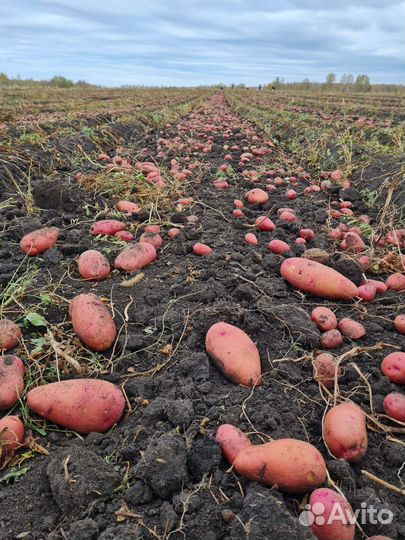 Урожай 2023 Картофель от производителя