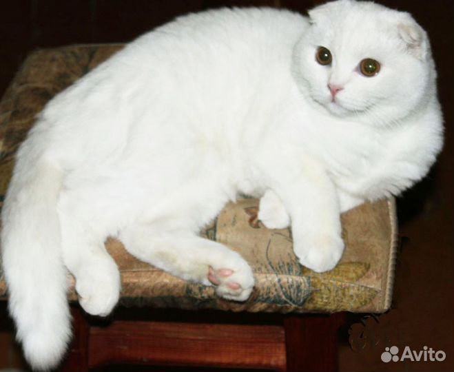 Шикарная белоснежная шотландка