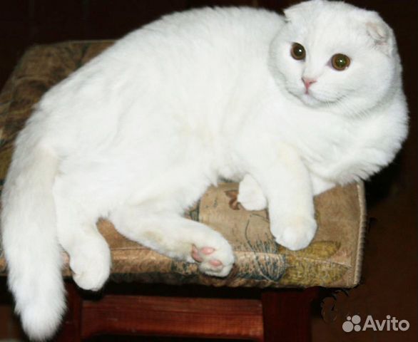 Шикарная белоснежная шотландка