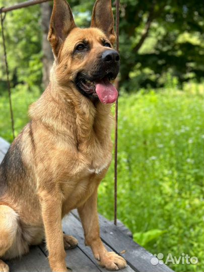 Немецкая овчарка