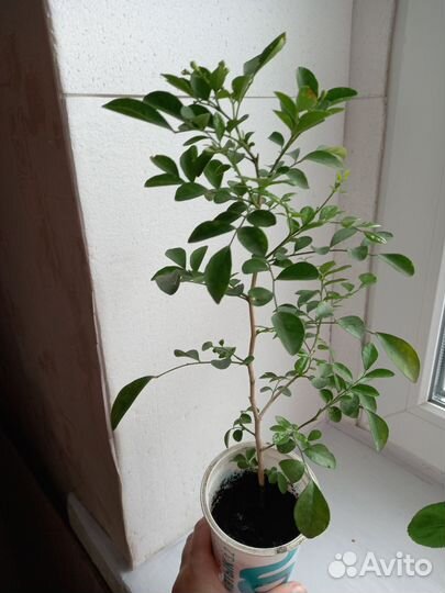 Мурайя (мурая)