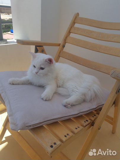 Вязка кошки