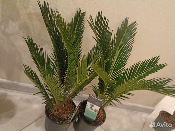 Цикас революта