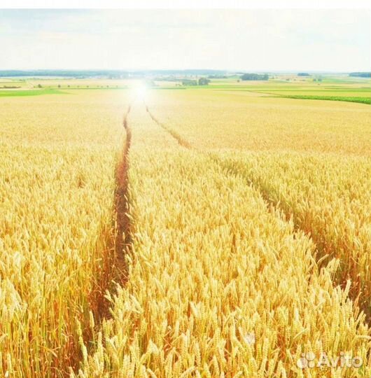 Зерно пшеница