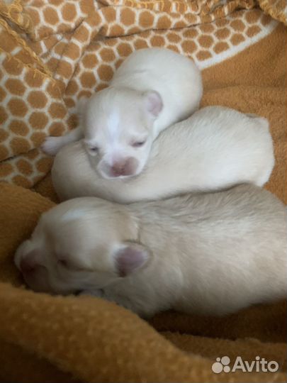 Чихуахуа мини