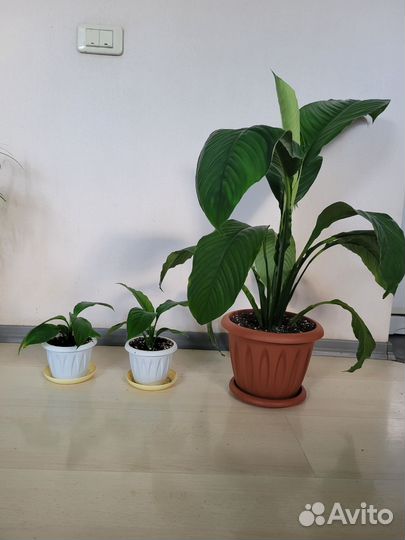 Спатифиллум Сенсация