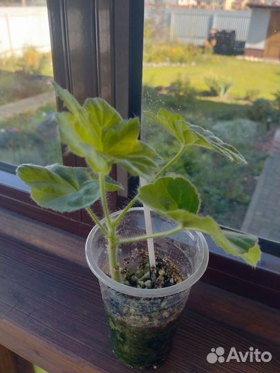 Пеларгония сортовая, иви-гибрид Milfield Rose