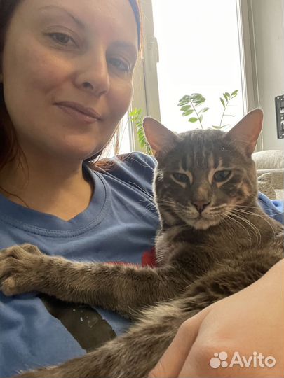 Передержка кошек, котят. Гостиница для животных