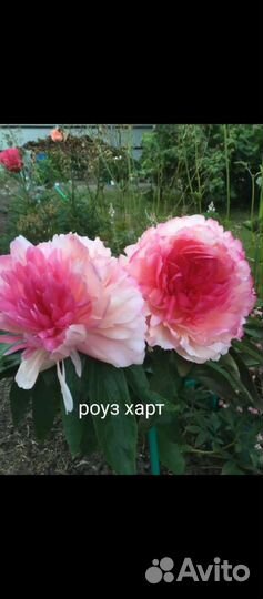 Пион роуз харт