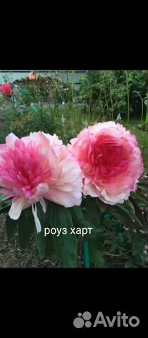 Пион роуз харт