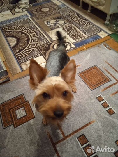 Йоркширский терьер кабелек вязка